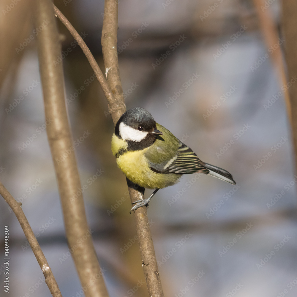 Obraz premium Great tit, Parus Major, close-up portrait on branch with bokeh background, selective focus, shallow DOF