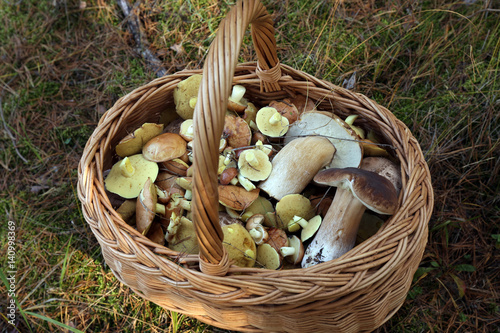 Mushrooms in a basket