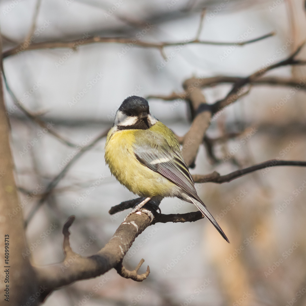 Great tit, Parus Major, close-up portrait on branch with bokeh background, selective focus, shallow DOF Great tit, Parus Major, close-up portrait on branch with bokeh background, selective focus, shallow DOF