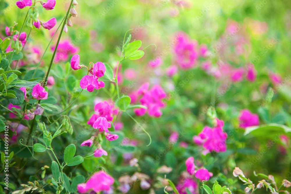 natural summer background, blurred image, shallow depth of field. selective focus natural summer background, blurred image, shallow depth of field. selective focus