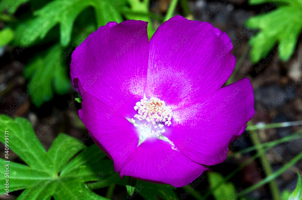 Purple Bloom Purple Bloom