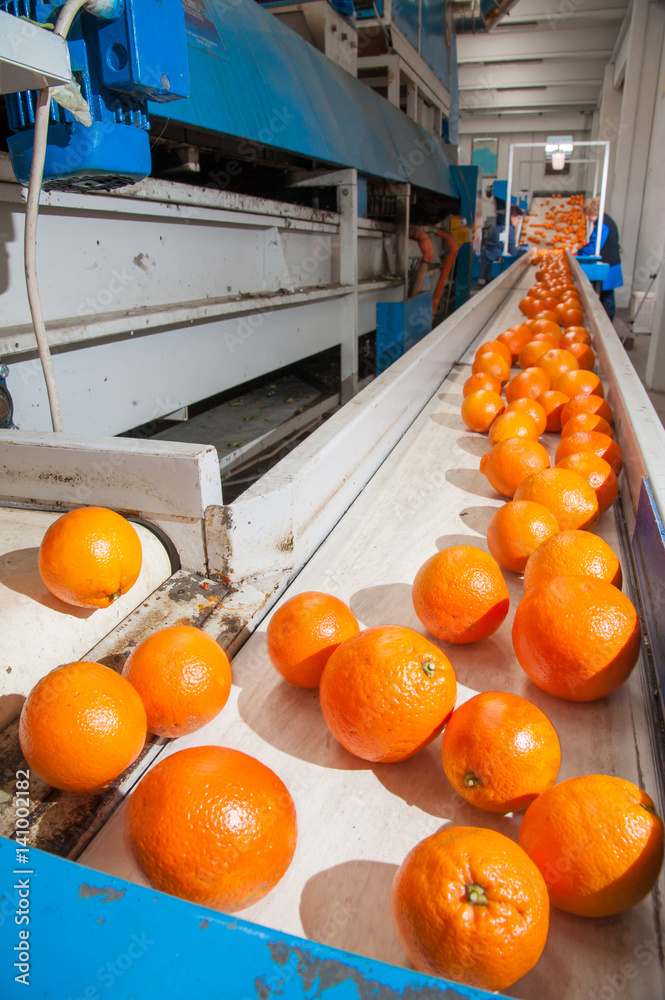 The working of orange fruits: just cleaned and waxed tarocco oranges on the carriage before the calibration process