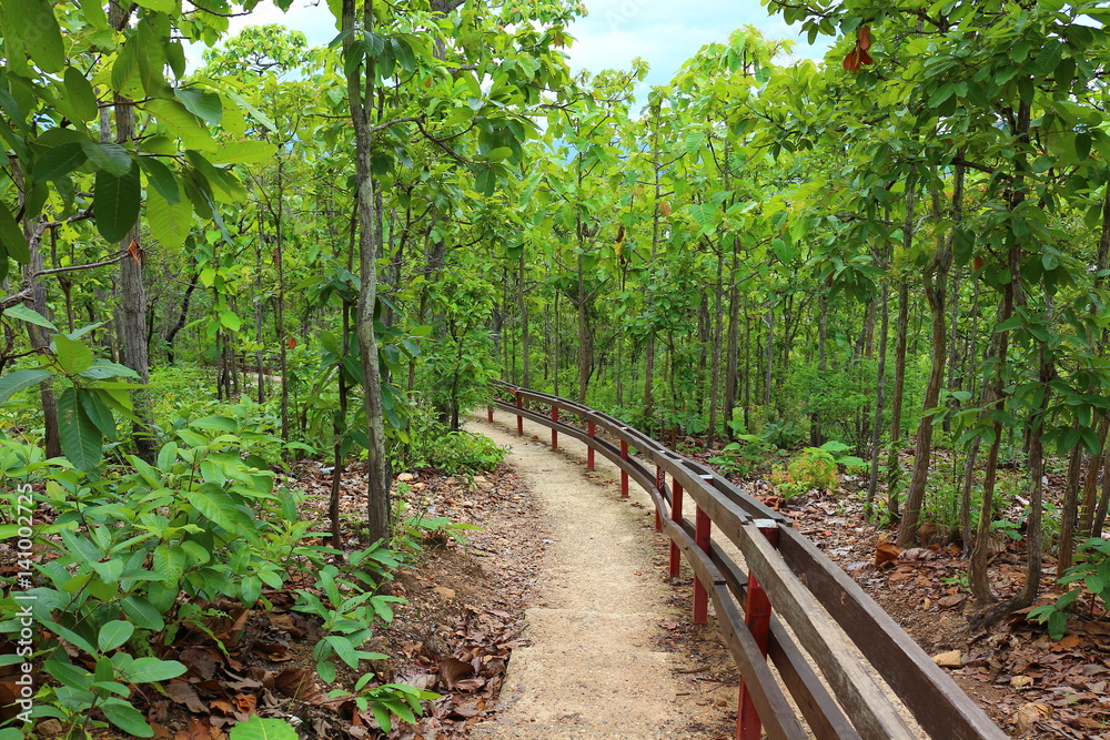 Concrete walk way into the green woods