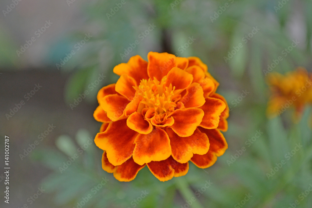 flower; blossom; spring; tree; cherry; dog; cat. flower; blossom; spring; tree; cherry; dog; cat.