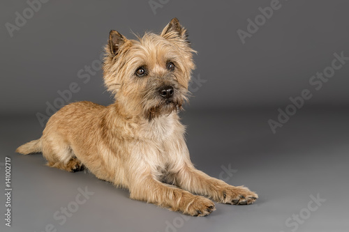 Studioaufnahme Cairn Terrier  photo