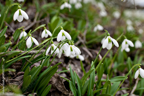 Snowdrop spring flowers. Snowdrop in the forest