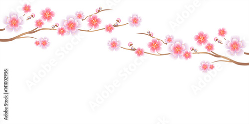 Branches of Sakura isolated on white background. Apple-tree flowers. Cherry blossom. Vector   