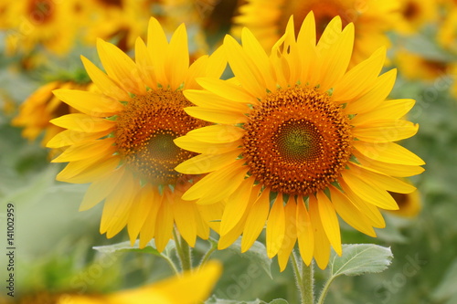 Big  beautiful sunflowers in the sunflower field
