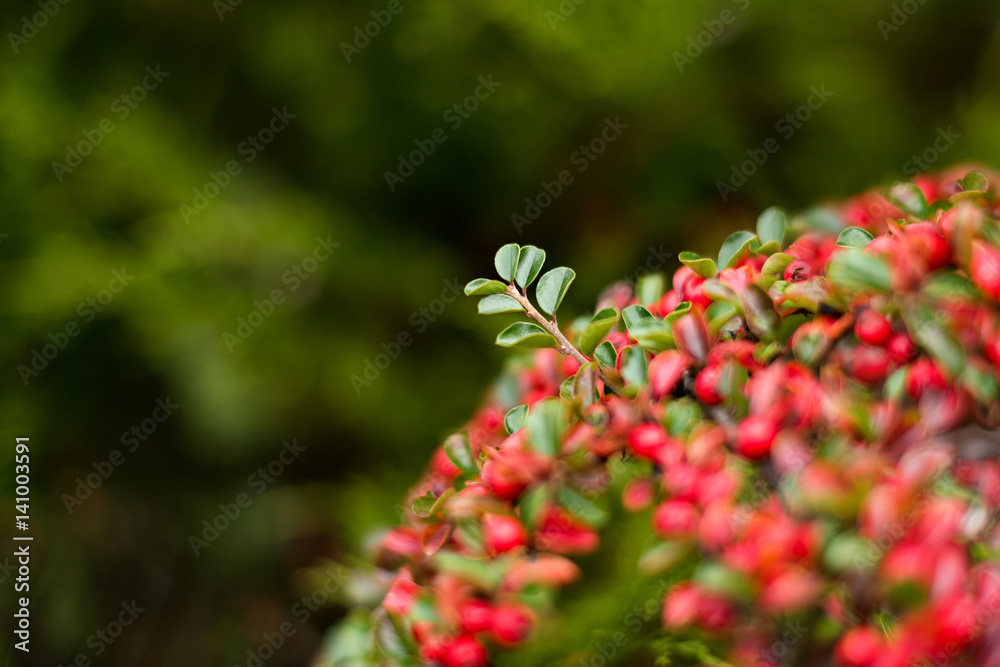 Fototapeta premium Crop plants, spring treatments. The growth of trees twigs and leaves on trimmered bushes. Stand out from the crowd, leadership concept