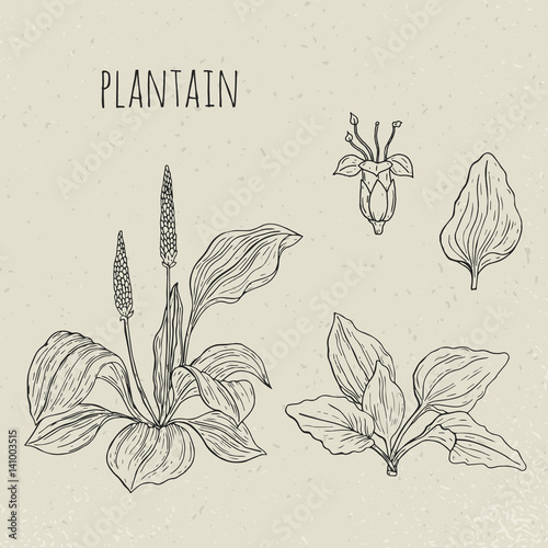 Plantain medical botanical isolated illustration. Plant, leaves, flowers hand drawn set. Vintage sketch.
