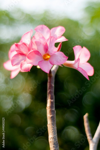 Desert rose flowers