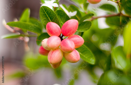 Natal Plum Carissa Grandiflora super Fruit