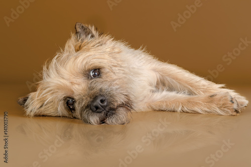 Obraz na plátně Studioaufnahme Cairn Terrier