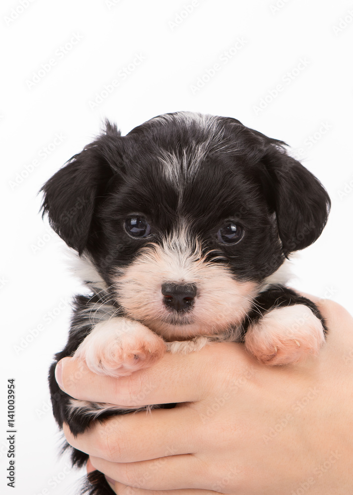 Havanese puppy dog on white background