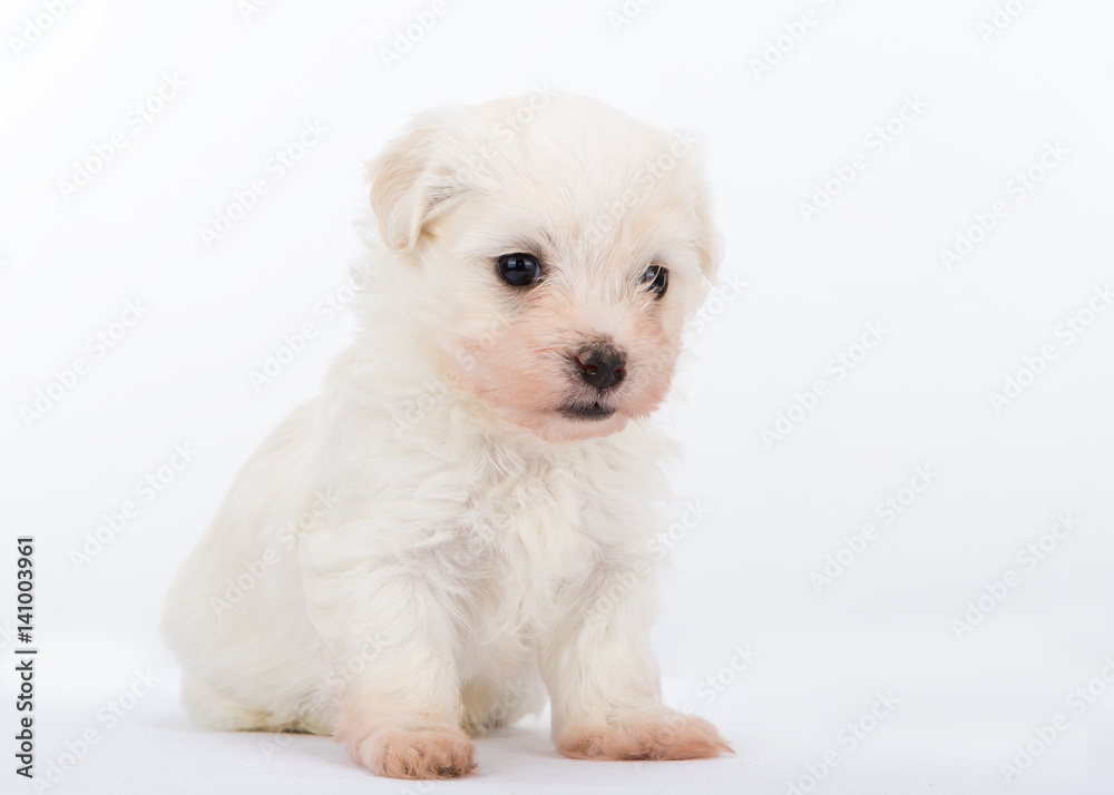 Havanese puppy dog on white background