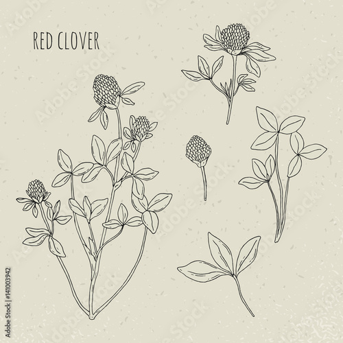 Red clover medical botanical isolated illustration. Plant, leaves, flowers ha...