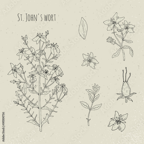 St. John s wort medical botanical isolated illustration. Plant, leaves, fruit, flowers hand drawn set. Vintage outline sketch.
