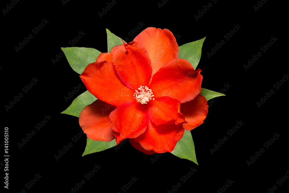Red Orange Flower with Green Leaves on Black Background Red Orange Flower with Green Leaves on Black Background