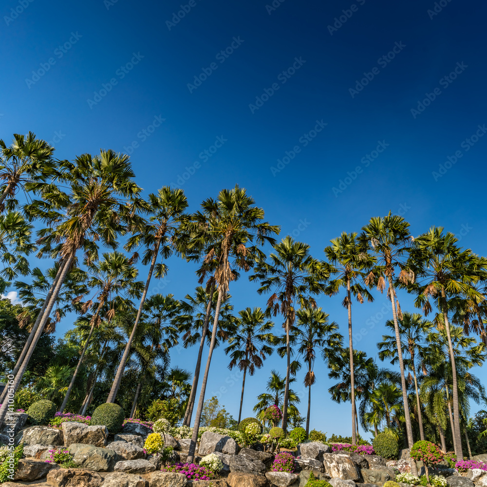 Fototapeta premium Palm trees on blue sky