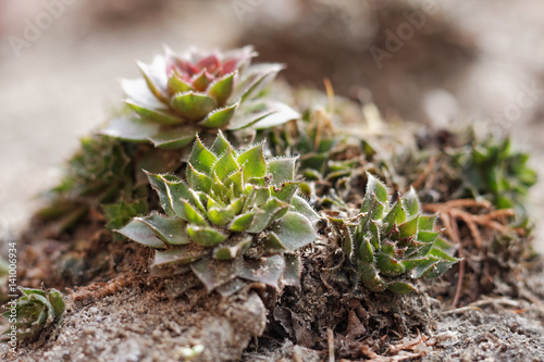Jovibarba plants in the stone garden photo