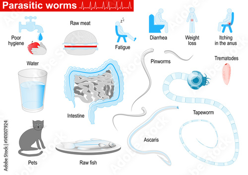 Parasitic worms. Medical Infographic set