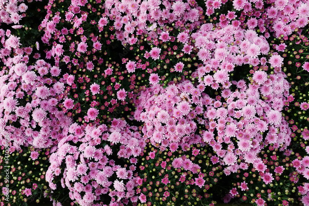 pink chrysanthemum in garden