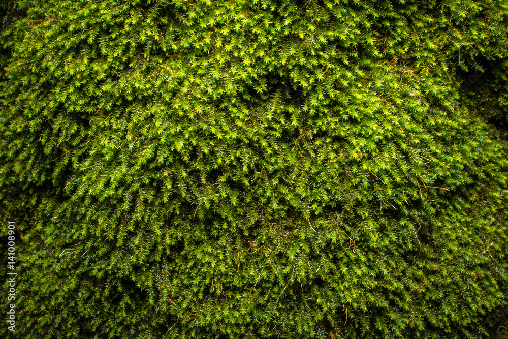 Green moss pattern, texture, background. closeup, macro