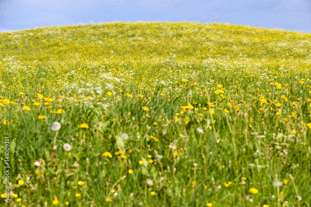 Panorama Landschaft mit Frühlingswiese im Allgäu