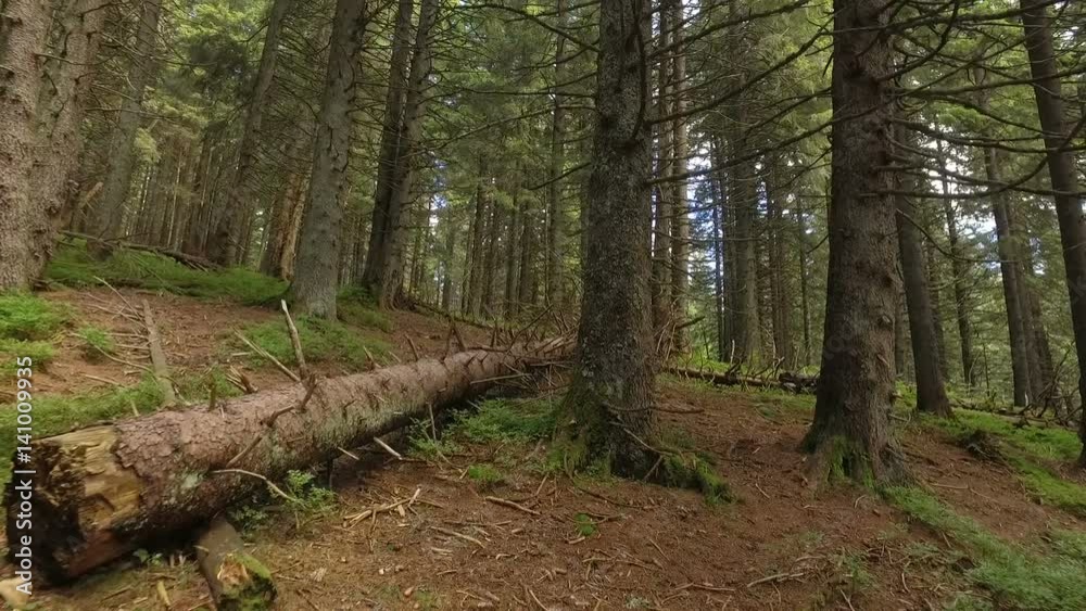 Fallen young tree in a large, empty forest after a recent storm. Ukraine. The Mountain Goverla Fallen young tree in a large, empty forest after a recent storm. Ukraine. The Mountain Goverla