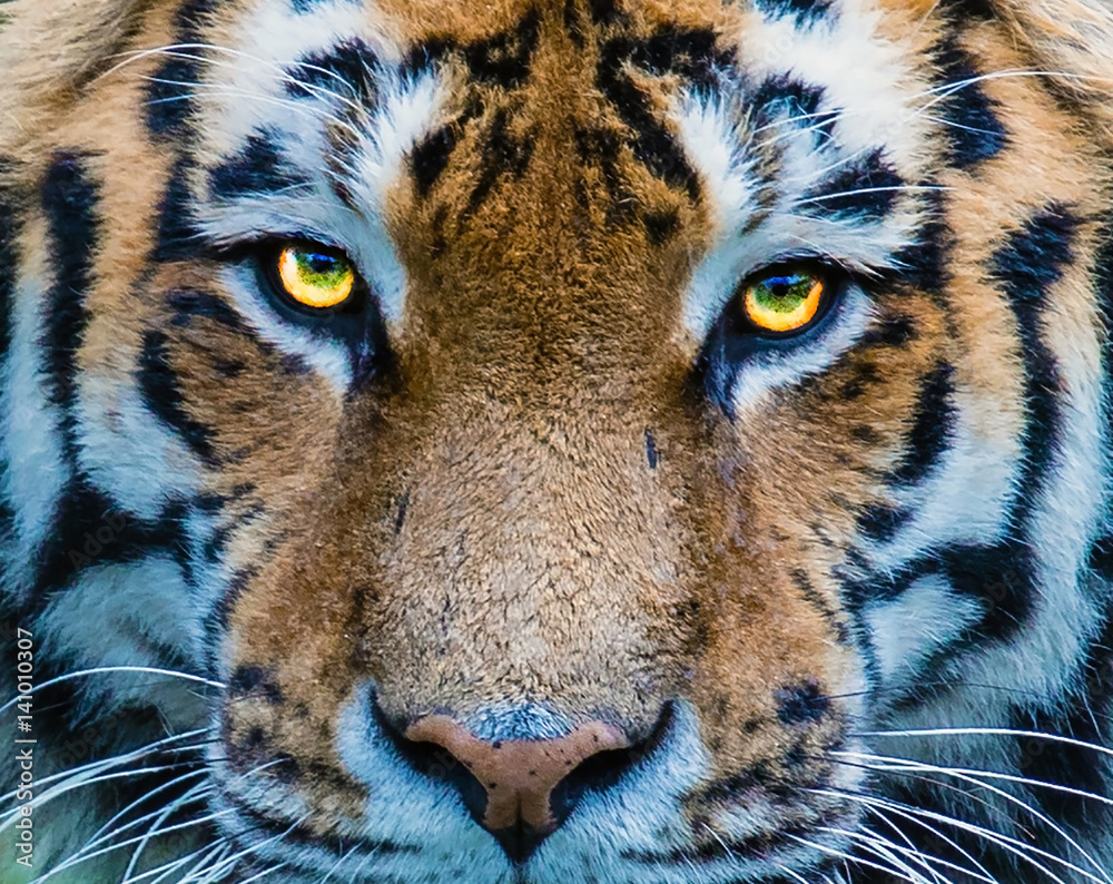 Fototapeta premium przenikliwe oczy Tygrysa