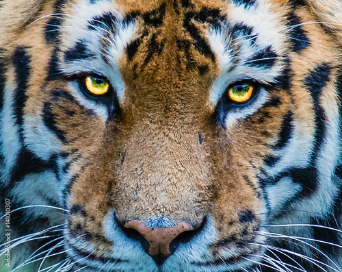 przenikliwe-oczy-tygrysa