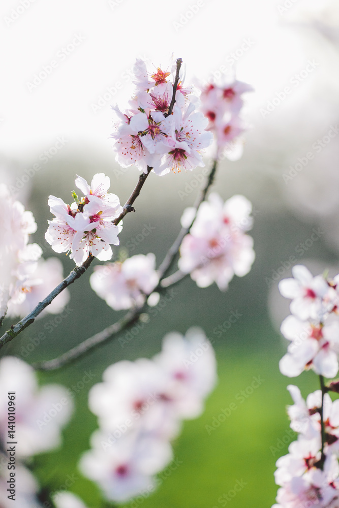 Spring Blossom Artistic shot background