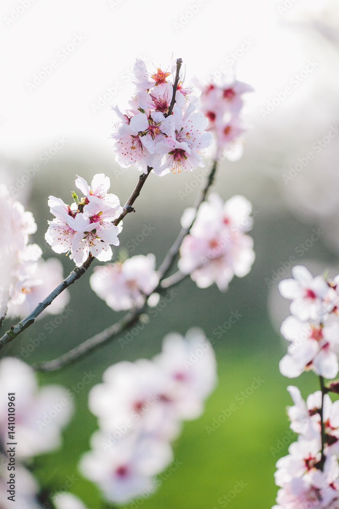 Spring Blossom Artistic shot background Spring Blossom Artistic shot background