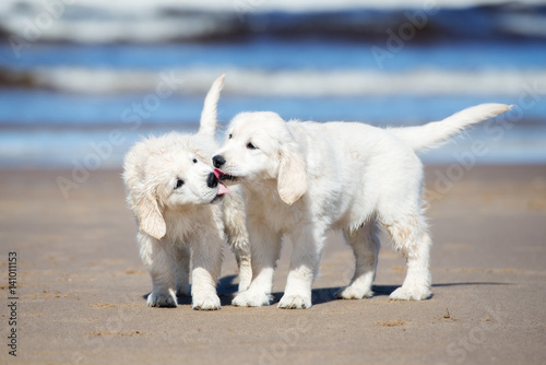 two golden retriever puppies kissing