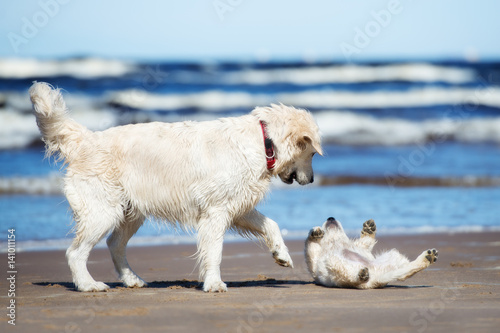 golden retriever dog playing with a puppy on a beach © otsphoto