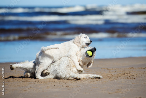 golden retriever dog playing with a puppy on a beach