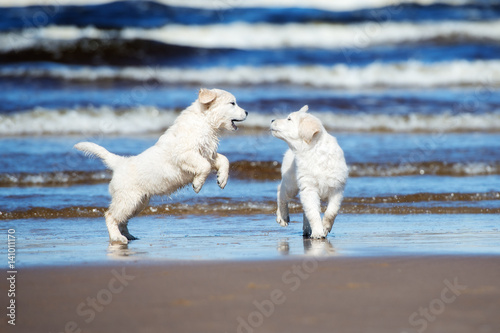 Fototapeta Naklejka Na Ścianę i Meble -  two golden retriever puppies playing on a beach