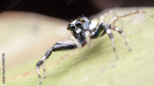 Super macro Jumping spider