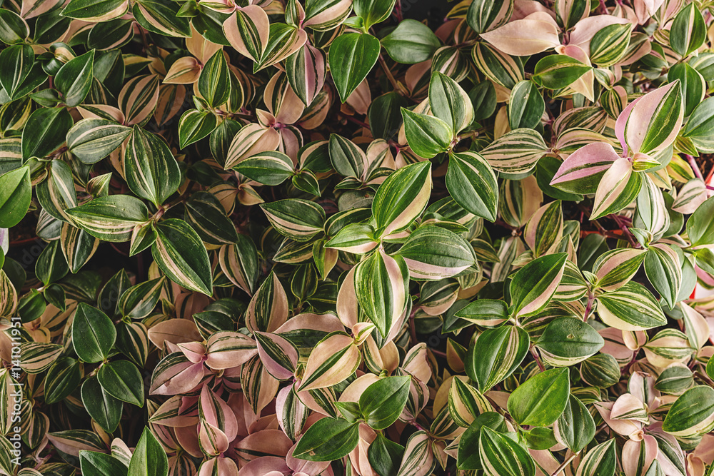 Φωτογραφία leaves detail, macro photography of plant, green plant detail