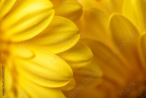 photo of yellow gerberas, macro photography and flowers background. yellow daisy