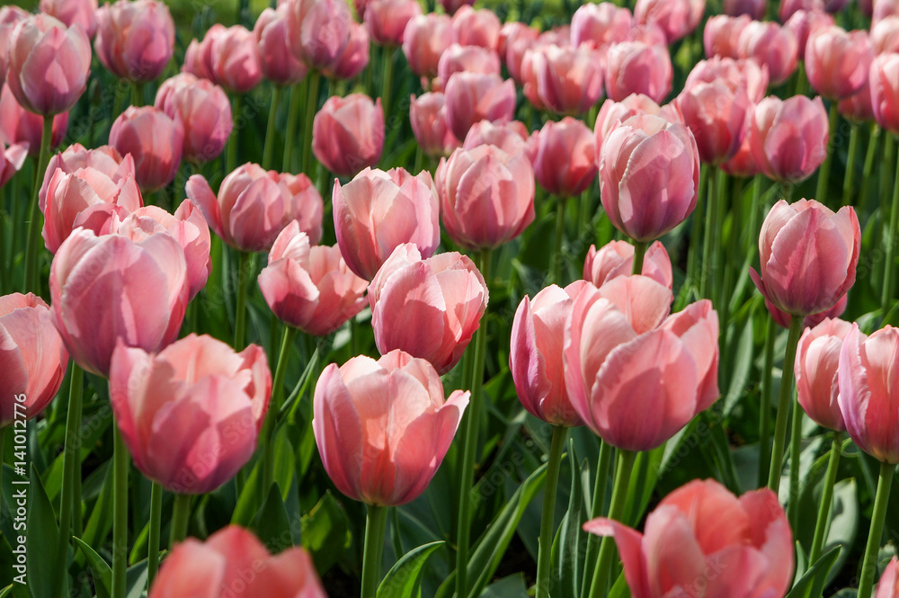 Spring tulips in full bloom