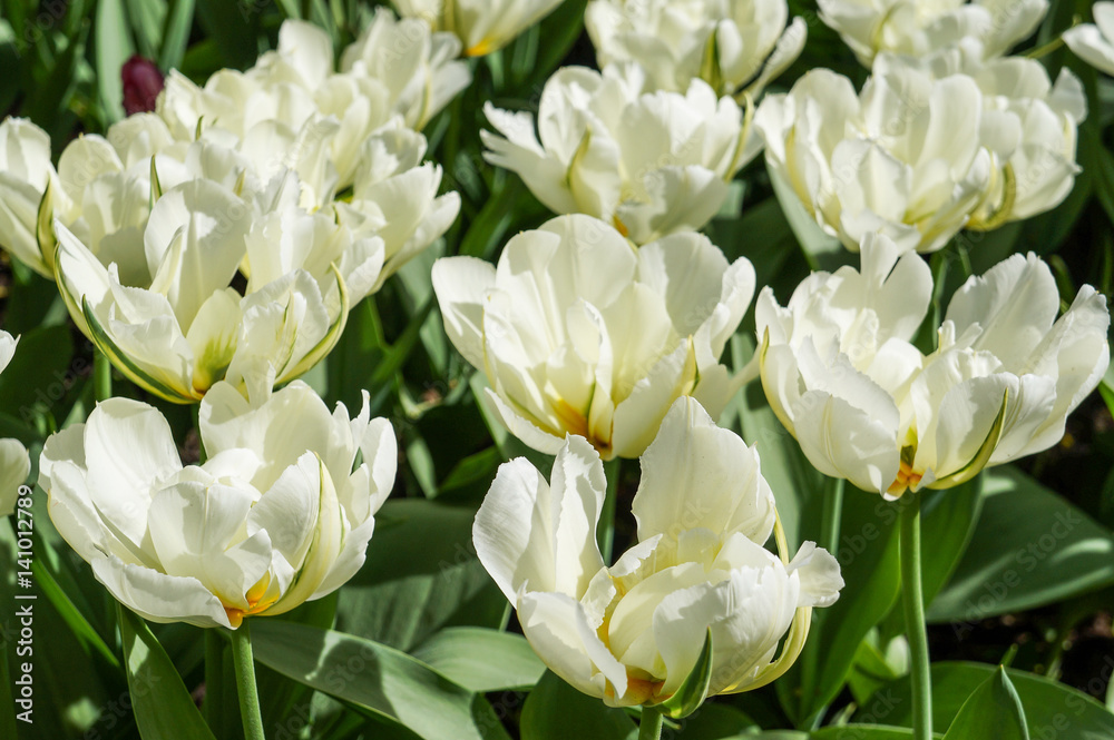 Spring tulips in full bloom Spring tulips in full bloom