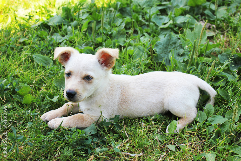 Small dog lying on the grass. White dog. Puppy Small dog lying on the grass. White dog. Puppy