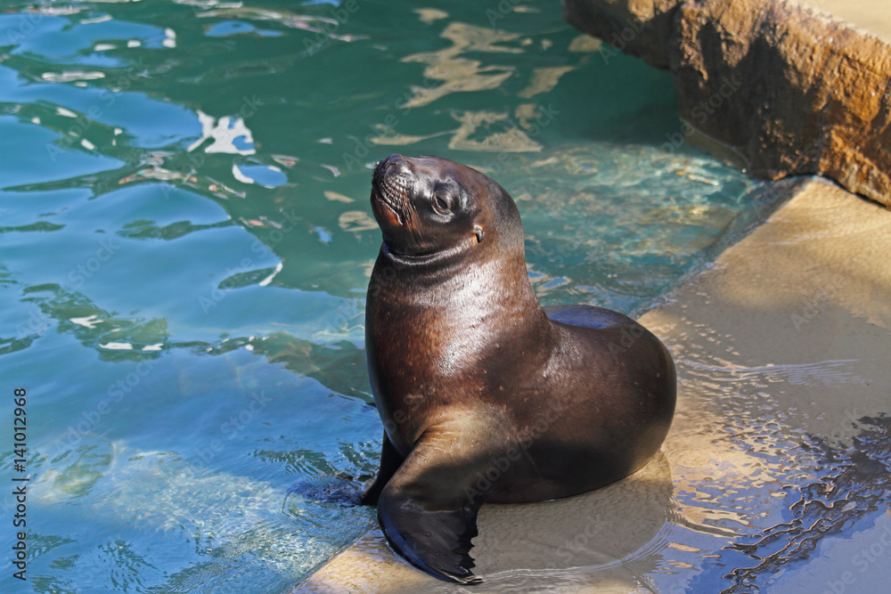 Naklejka premium Mähnenrobbe