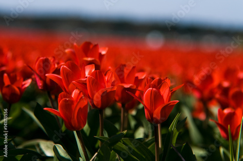 Red Tulips in Spring Field Background