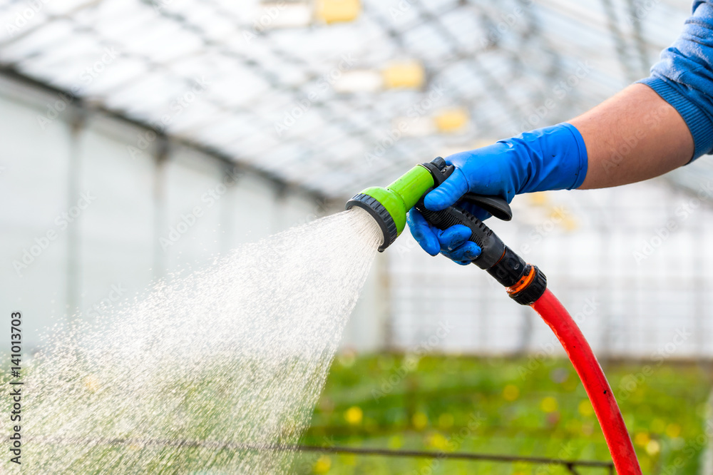 Hand watering flowers in the greenhouse - obrazy, fototapety, plakaty 