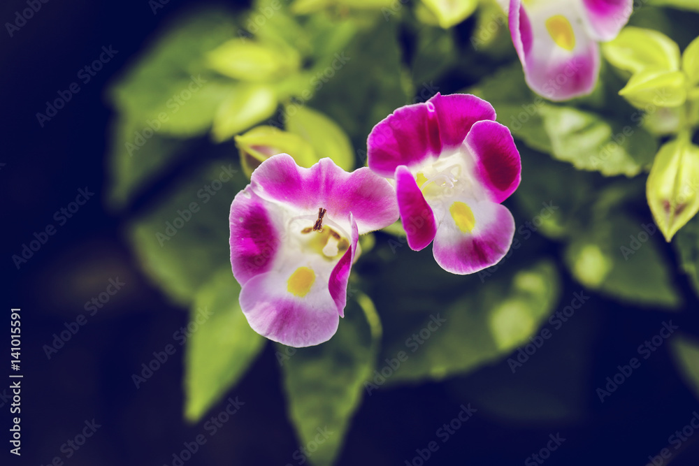 pink flower and fresh in garden pink flower and fresh in garden