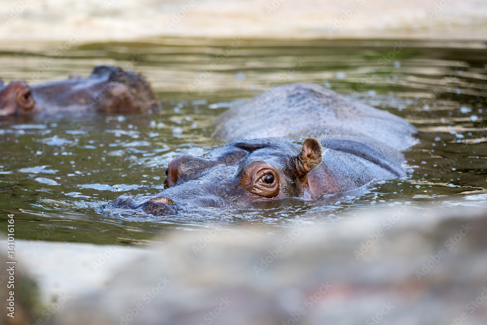 ITALY - MARCH 17: shooting of a hippopotamus by a photographer while resting in the water, in March 2017 Italy ITALY - MARCH 17: shooting of a hippopotamus by a photographer while resting in the water, in March 2017 Italy