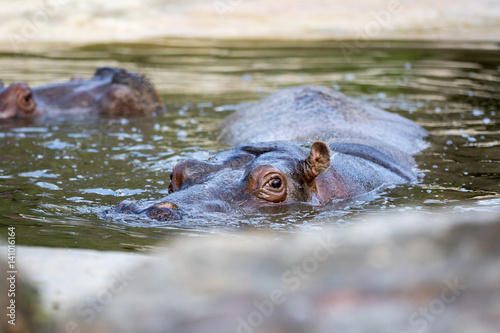 ITALY - MARCH 17: shooting of a hippopotamus by a photographer while resting in the water, in March 2017 Italy
