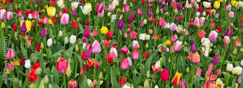 Fototapeta Naklejka Na Ścianę i Meble -  Colorful tulips background.